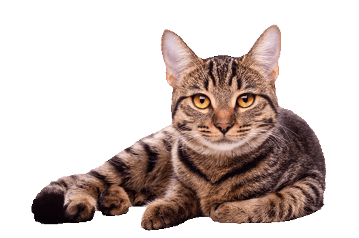 Cat Behavior 17 Things Your Cat Wants To Tell You Reader#39S Digest   Hd - Pictures Of Cats, Transparent background PNG HD thumbnail