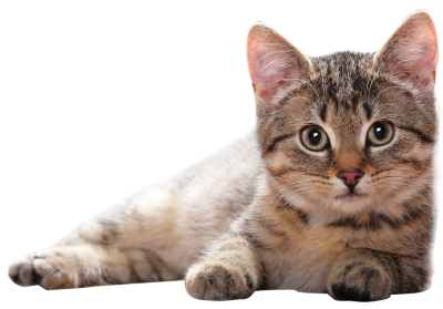 Cat Png Clipart - Pictures Of Cats, Transparent background PNG HD thumbnail