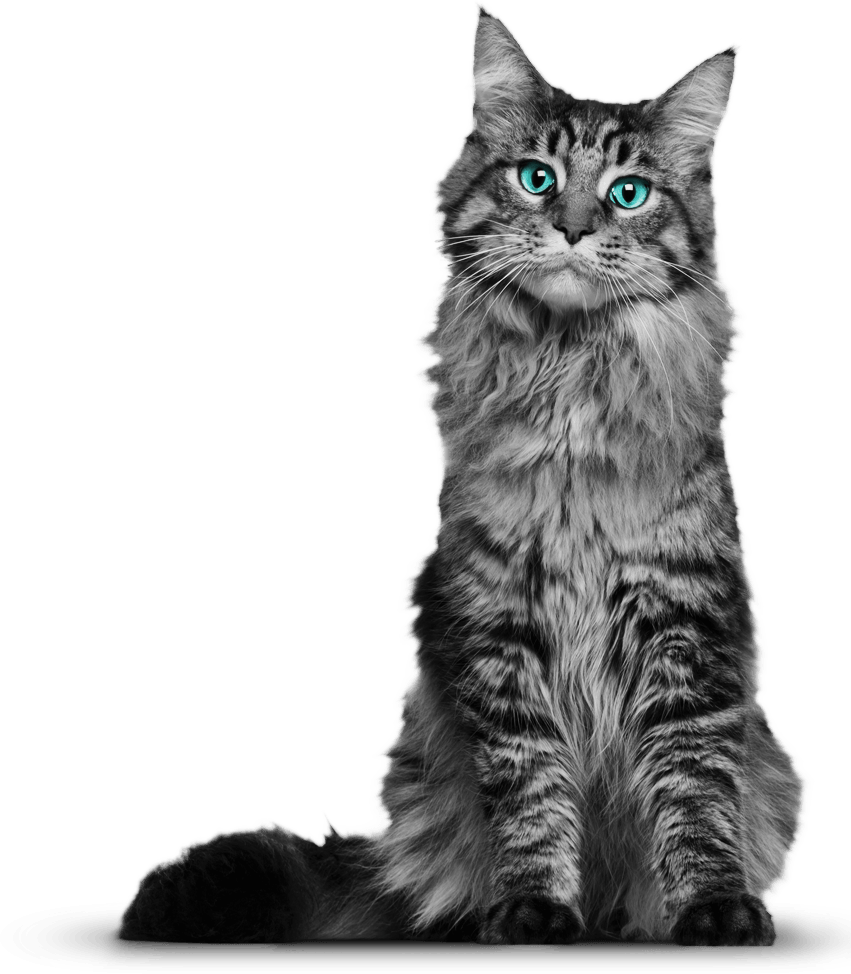 Cat Png Photos - Pictures Of Cats, Transparent background PNG HD thumbnail