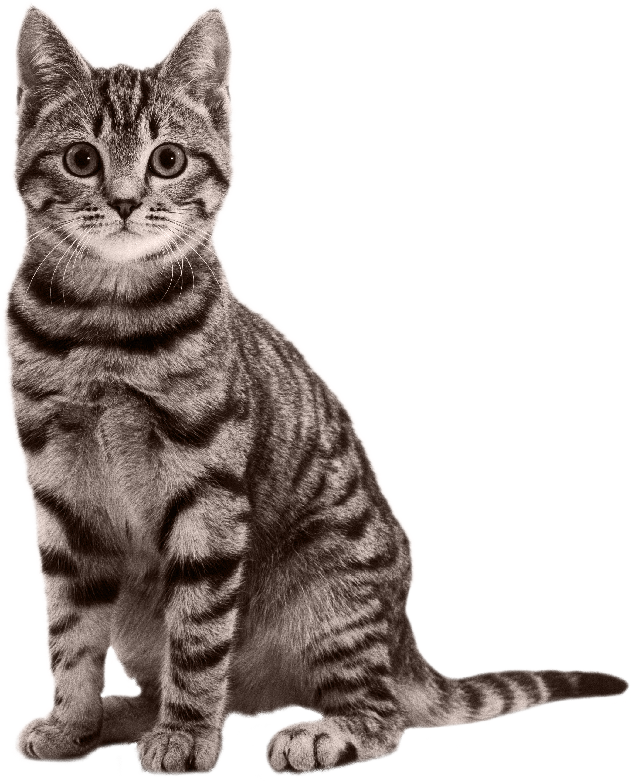 Cat PNG Clipart