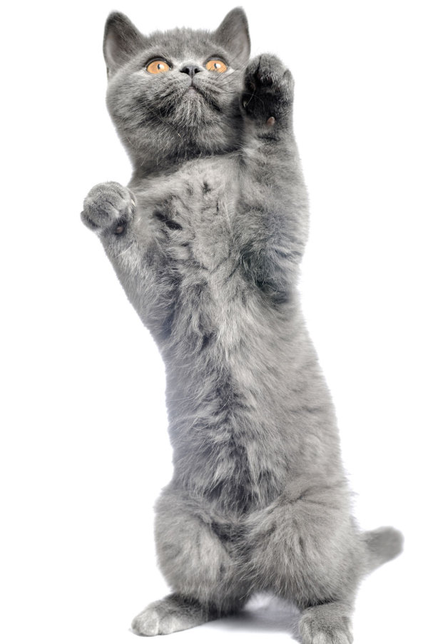 Cute Cat 05 Hd Picture - Pictures Of Cats, Transparent background PNG HD thumbnail