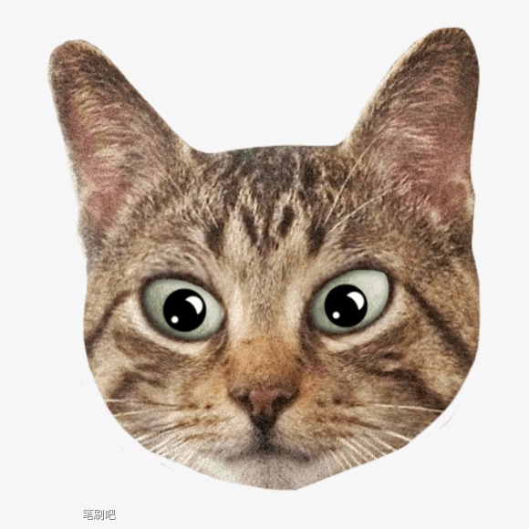 Hd Cat Avatar, Kitten, 3D Kitten, Cat Head Png Image And Clipart - Pictures Of Cats, Transparent background PNG HD thumbnail