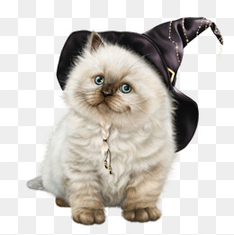 Hd Fat Cat, Hd, Fat Cats, White Png Image And Clipart - Pictures Of Cats, Transparent background PNG HD thumbnail