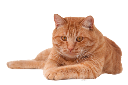 Red Cat Png - Pictures Of Cats, Transparent background PNG HD thumbnail