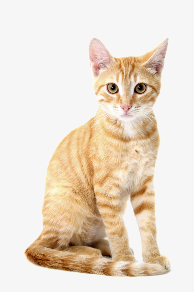 Yellow Cat Hd Clips, Meng Chong, Meow Star People, Focus Png Image And - Pictures Of Cats, Transparent background PNG HD thumbnail