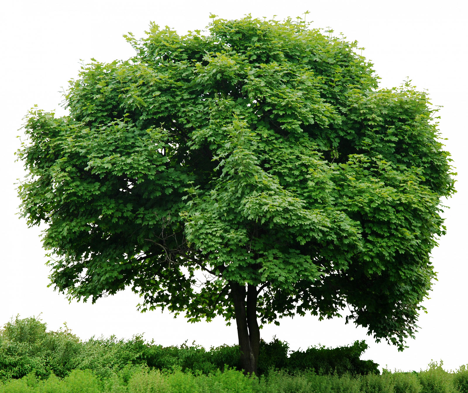 Png Hd Pictures Of Trees Hdpng.com 1600 - Pictures Of Trees, Transparent background PNG HD thumbnail
