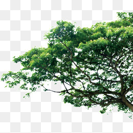 Tree, Pine Trees, Trees, Pine Png Image - Pictures Of Trees, Transparent background PNG HD thumbnail