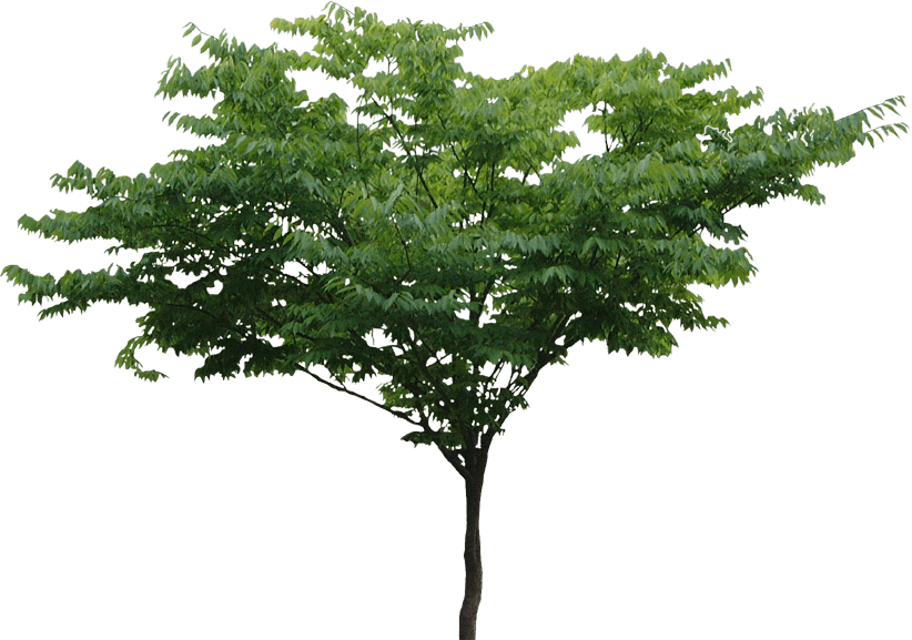 Tree Png File - Pictures Of Trees, Transparent background PNG HD thumbnail