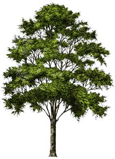 Tree Png Image, Free Download, Picture - Pictures Of Trees, Transparent background PNG HD thumbnail