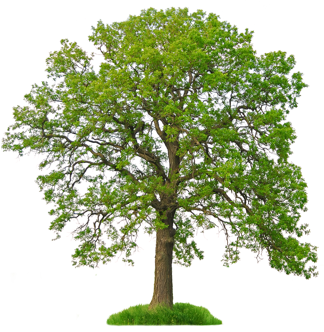 Tree Trimming | Butler Rural Electric Cooperative, Inc.   Ohio - Pictures Of Trees, Transparent background PNG HD thumbnail