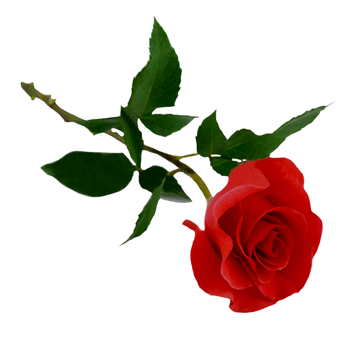 Red Rose PNG HD