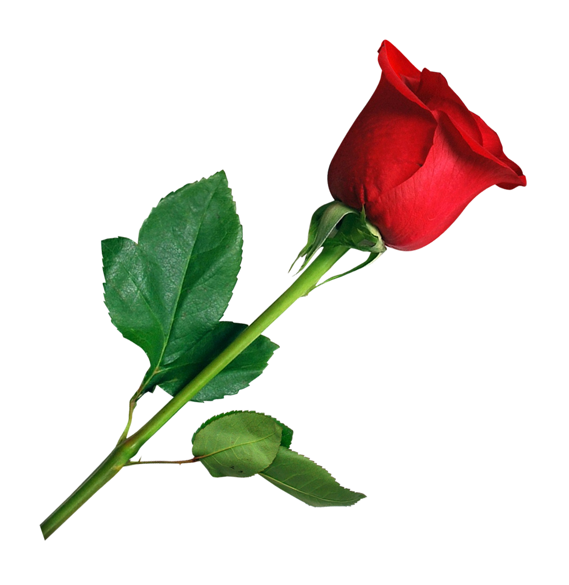 Single Red Rose PNG HD - Rose