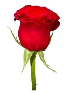 Red Rose PNG Transparent Clip