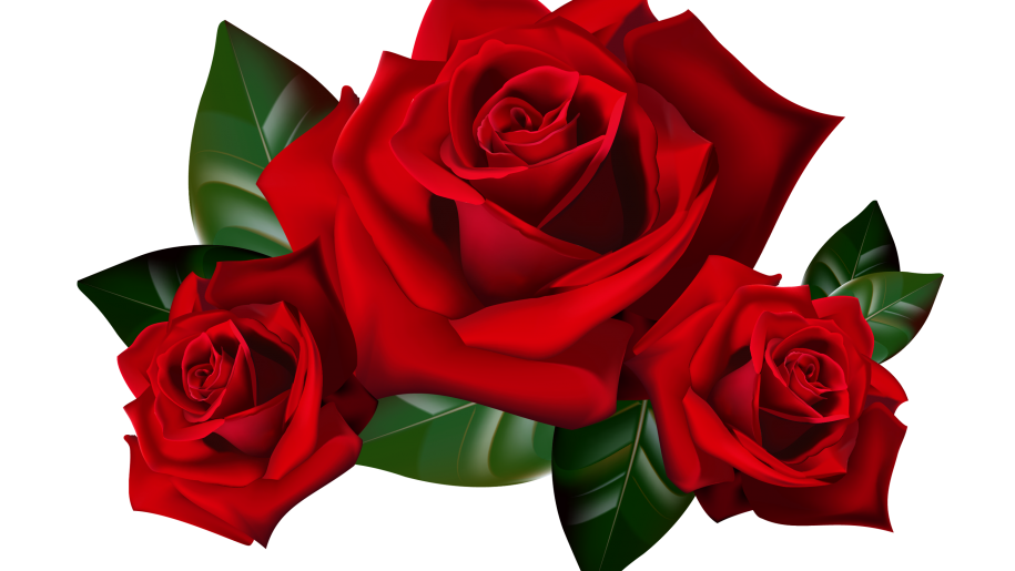 Red Roses Png Clipart Picture Hd Desktop Wallpaper Widescreen Backgrounds For Mobile Tablet And Pc Free Images Download - Rose, Transparent background PNG HD thumbnail