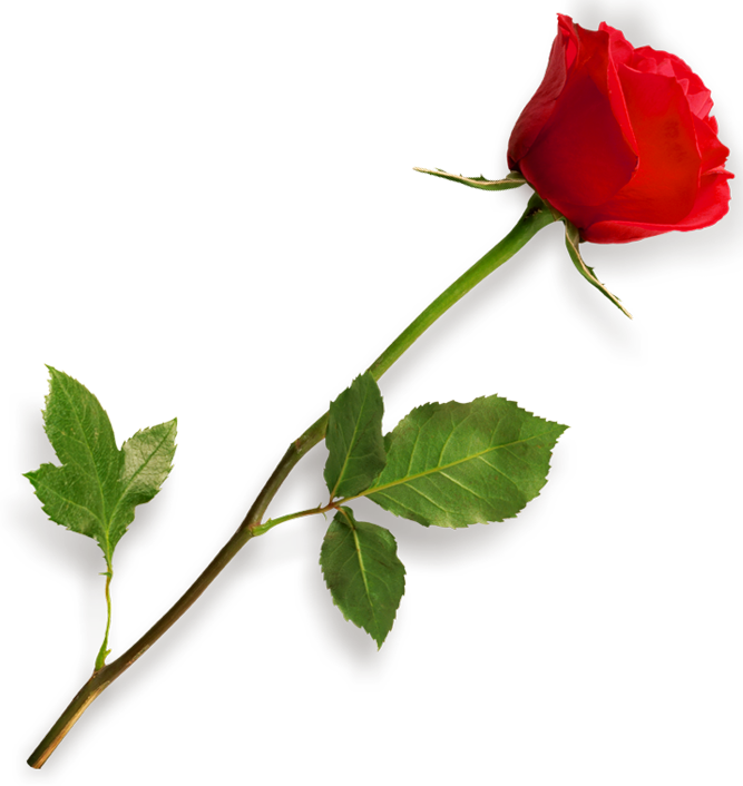 Rose Png Hd - Rose, Transparent background PNG HD thumbnail