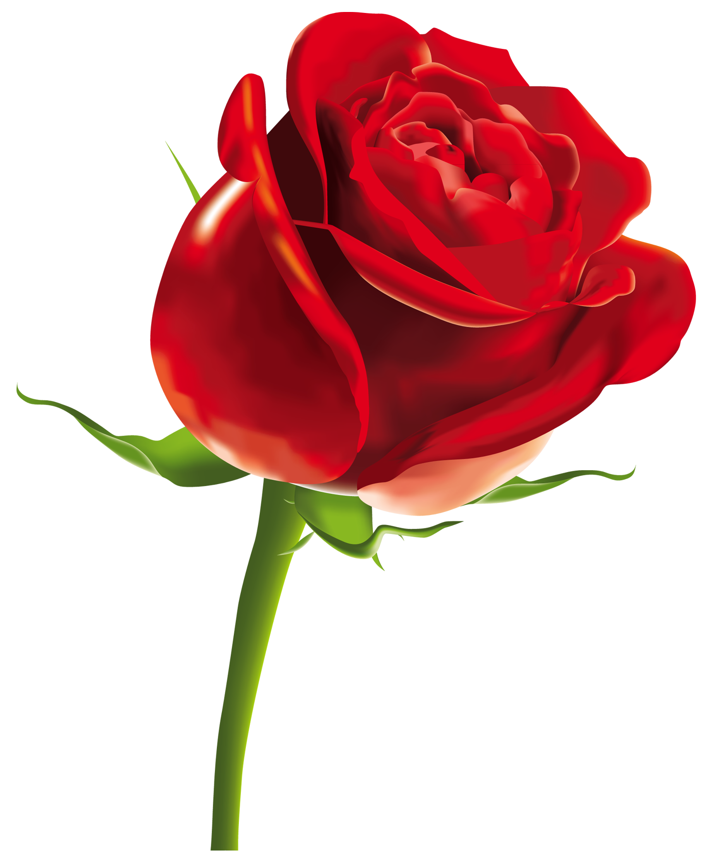 Rose Png Transparent Images Png All   Hd Wallpapers - Rose, Transparent background PNG HD thumbnail