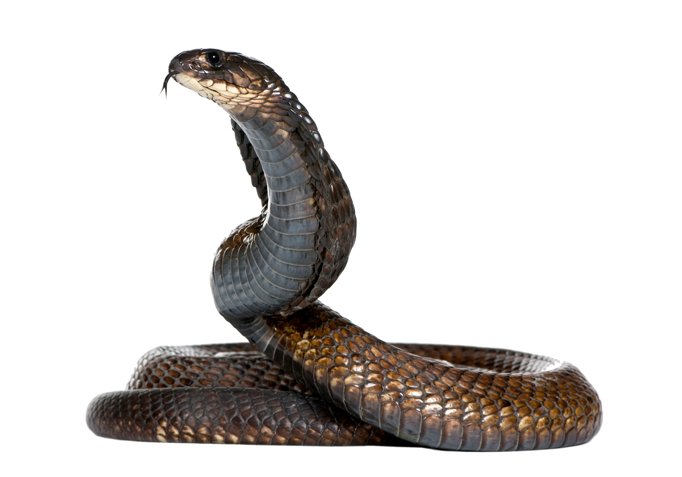 Download Png Image   Snake Png Hd 319 - Snake, Transparent background PNG HD thumbnail