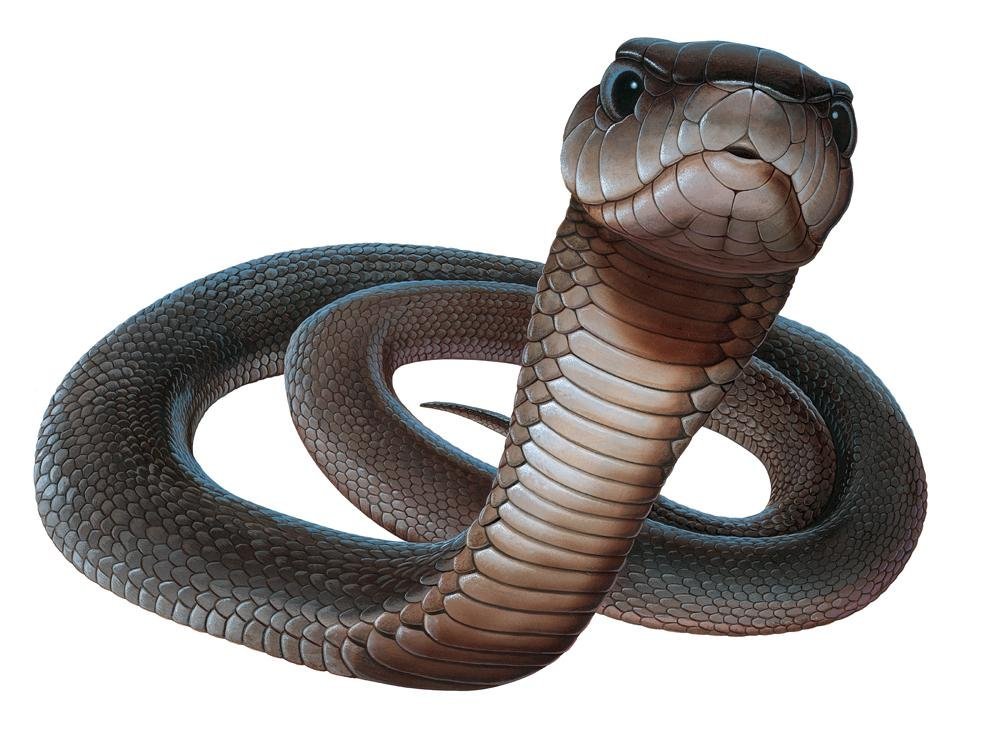 ????latest????dangerous Snakes Images Pictures Photos Download - Snake, Transparent background PNG HD thumbnail