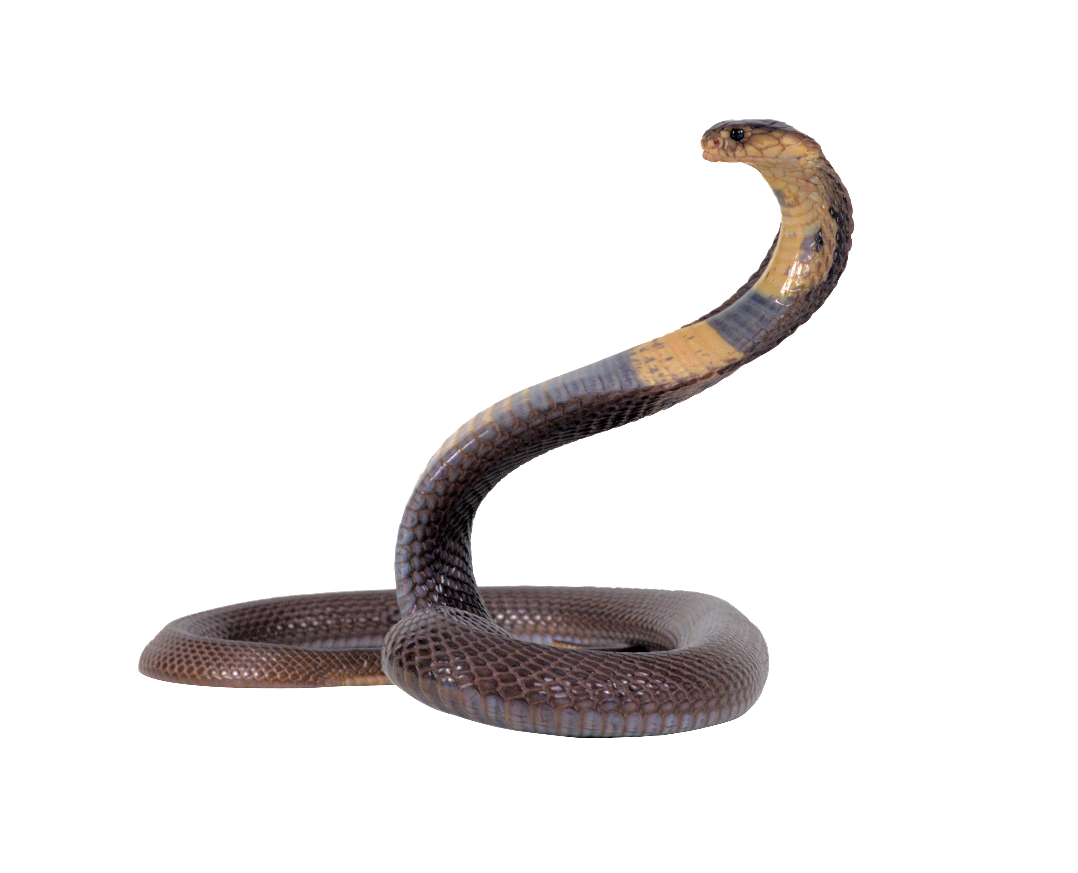 Cobra Head Snake Transparent 