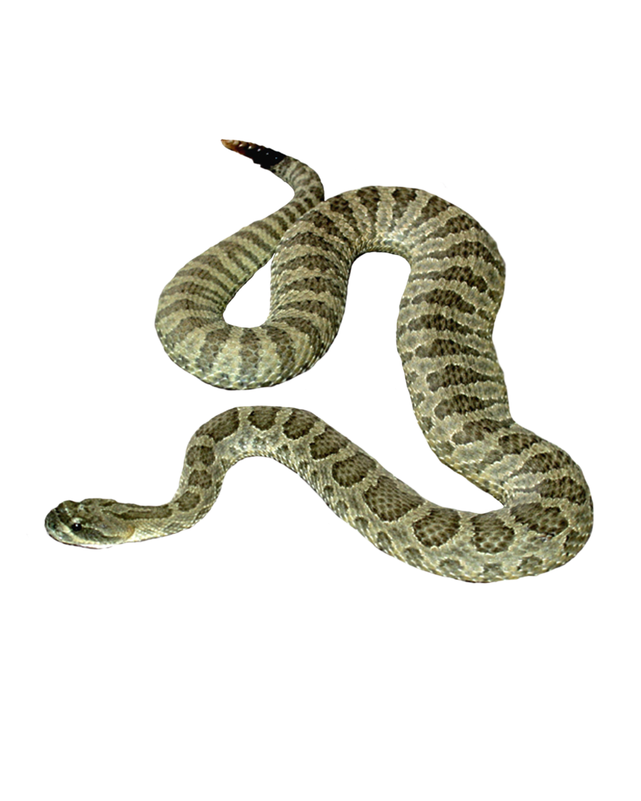 Cobra Snake PNG Transparent I