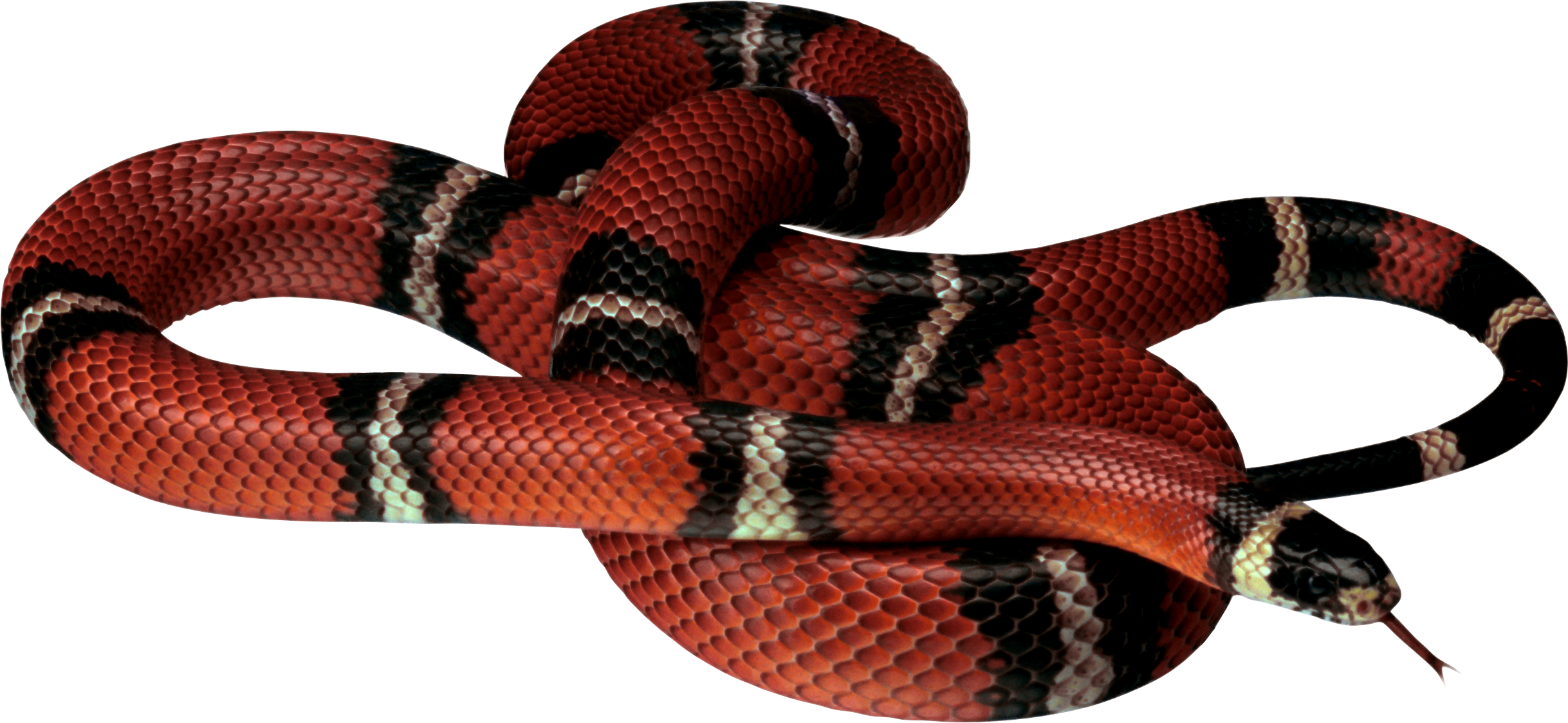 Snake Png Image Picture Download Free - Snake, Transparent background PNG HD thumbnail