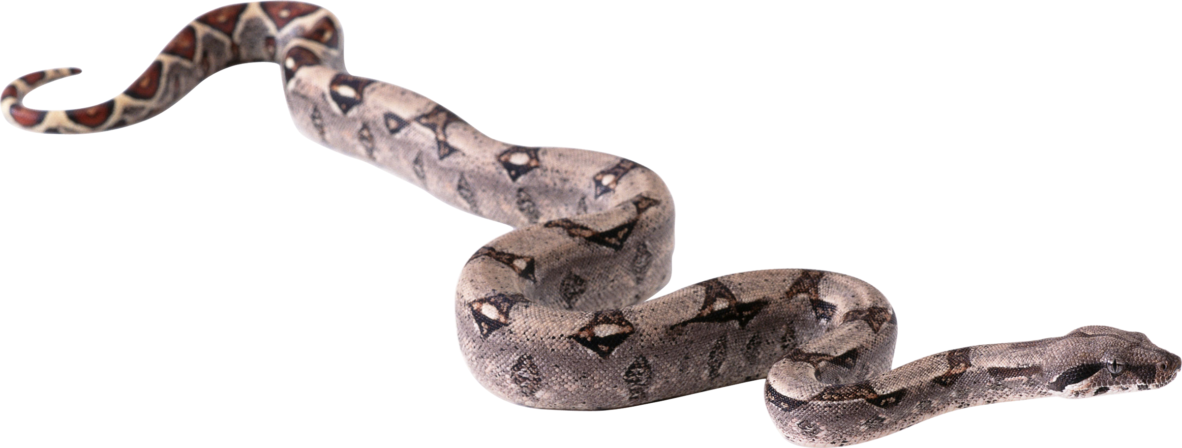 Snake Png Image Picture Download Free   Python Snake Png - Snake, Transparent background PNG HD thumbnail