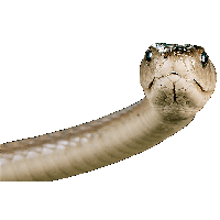 Snake Png Image Picture Download Png Image - Snake, Transparent background PNG HD thumbnail