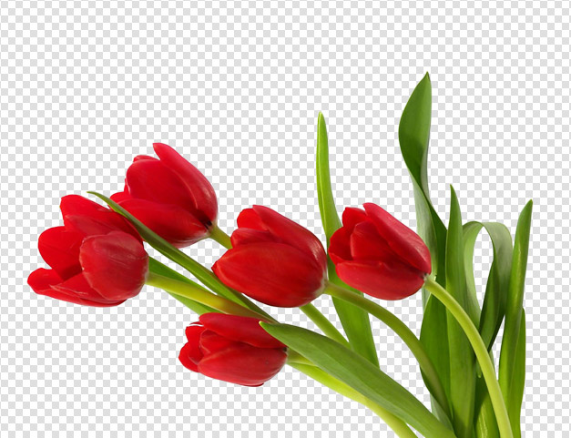 Pink Tulip Cut Out PNG Stock 