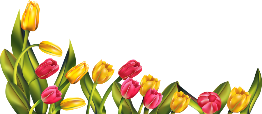 Tulip PNG image