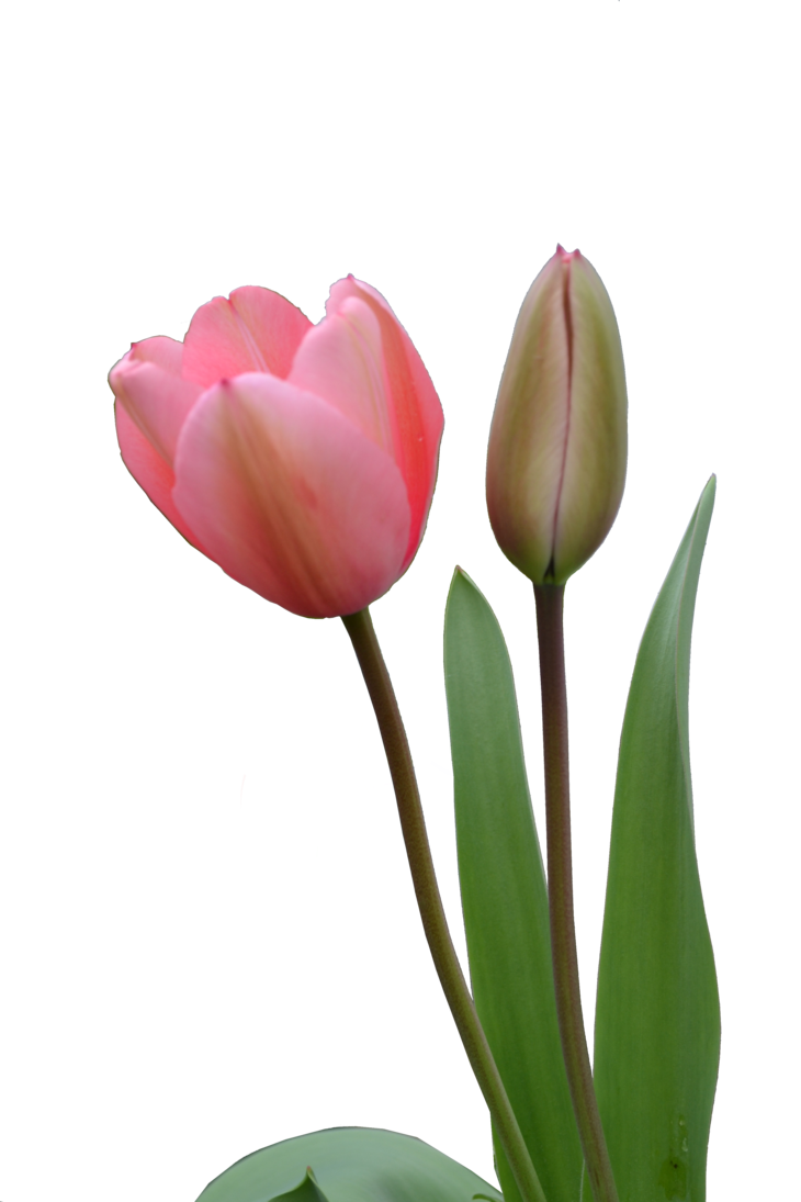 Tulip PNG image - PNG Tulips 