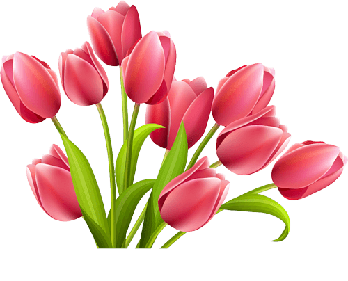 Rose Tulips - Tulips, Transparent background PNG HD thumbnail