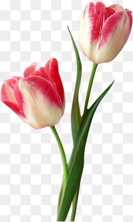 Tulip PNG image - PNG Tulips 