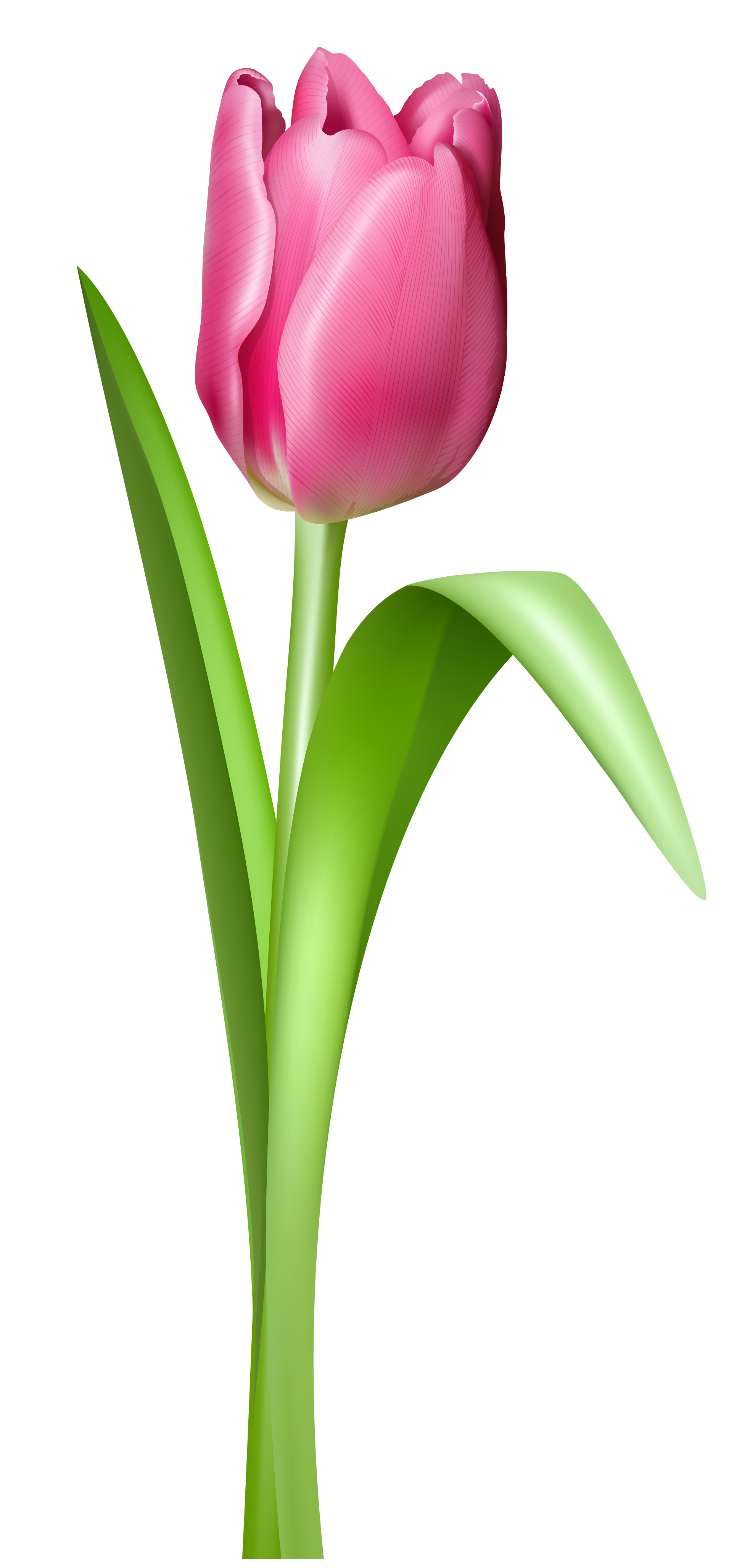 Tulip Free Download Png Png Image - Tulips, Transparent background PNG HD thumbnail