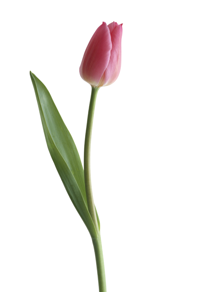 White Tulip PNG