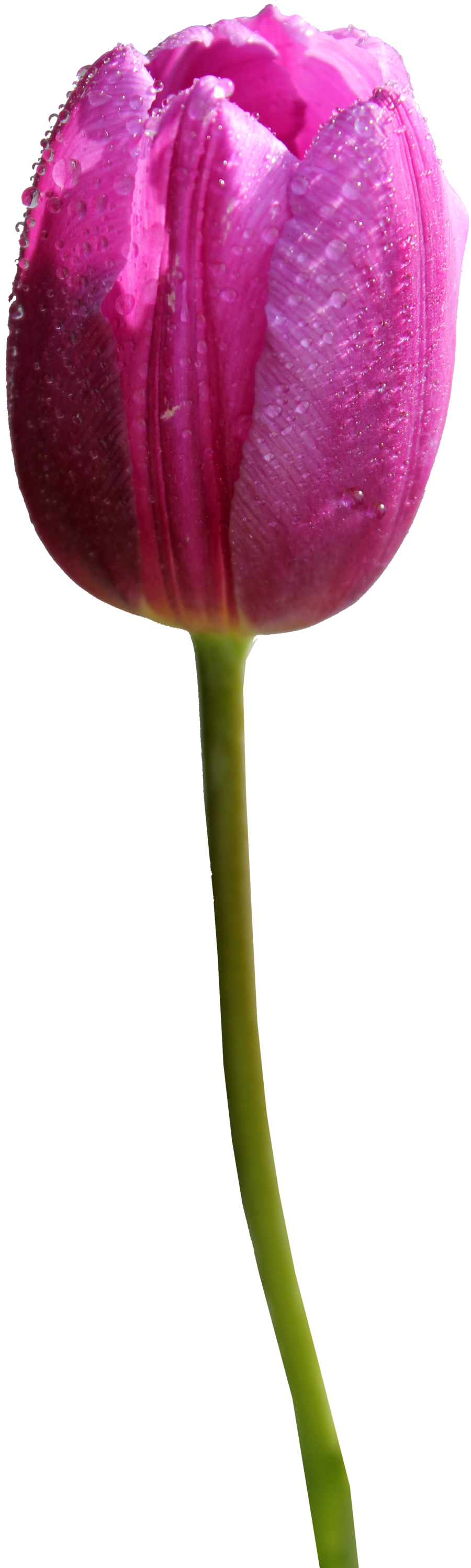 Rose Tulips