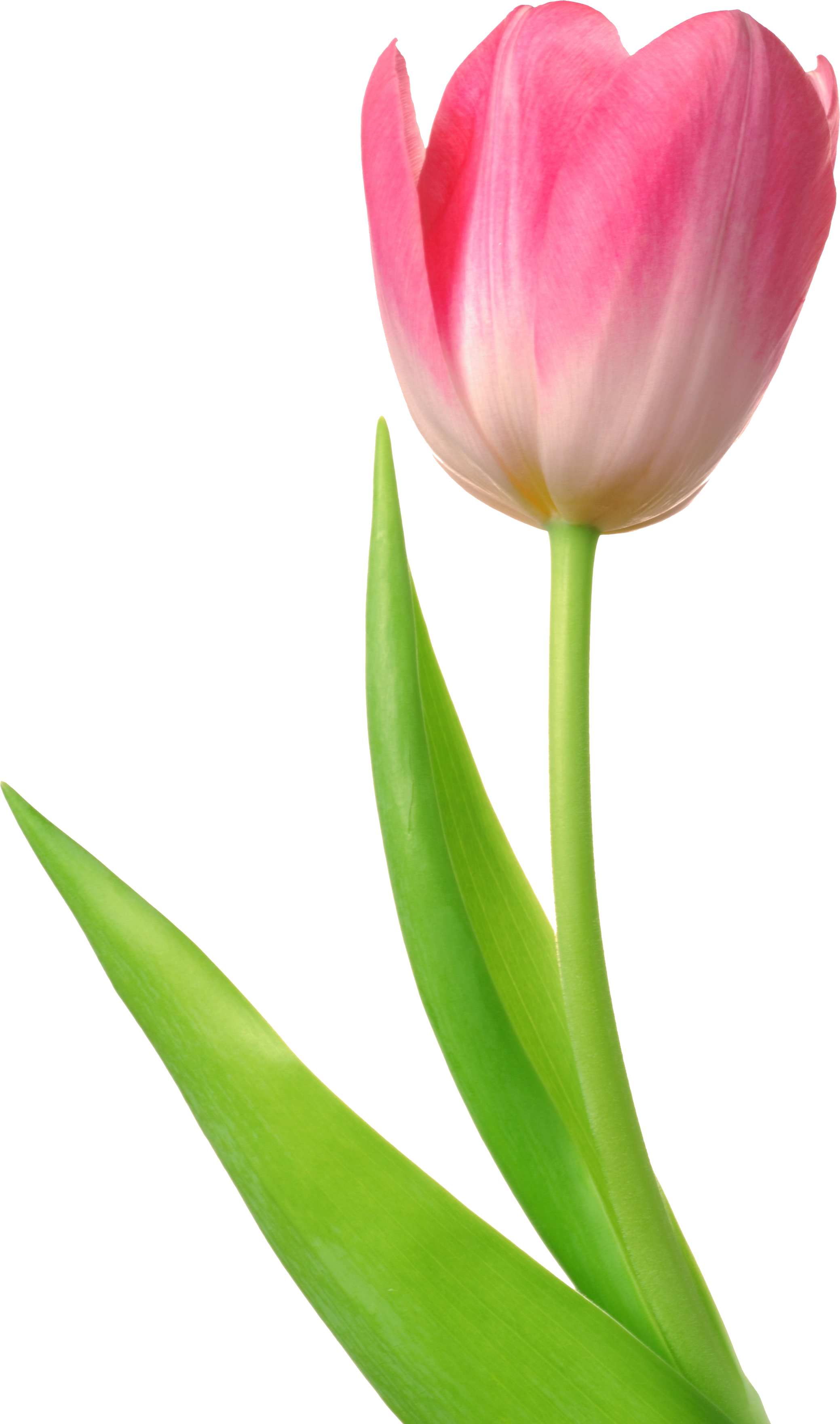 Tulip Png Image - Tulips, Transparent background PNG HD thumbnail