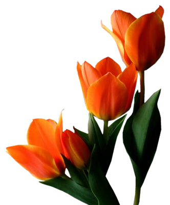 Tulip Png Image - Tulips, Transparent background PNG HD thumbnail