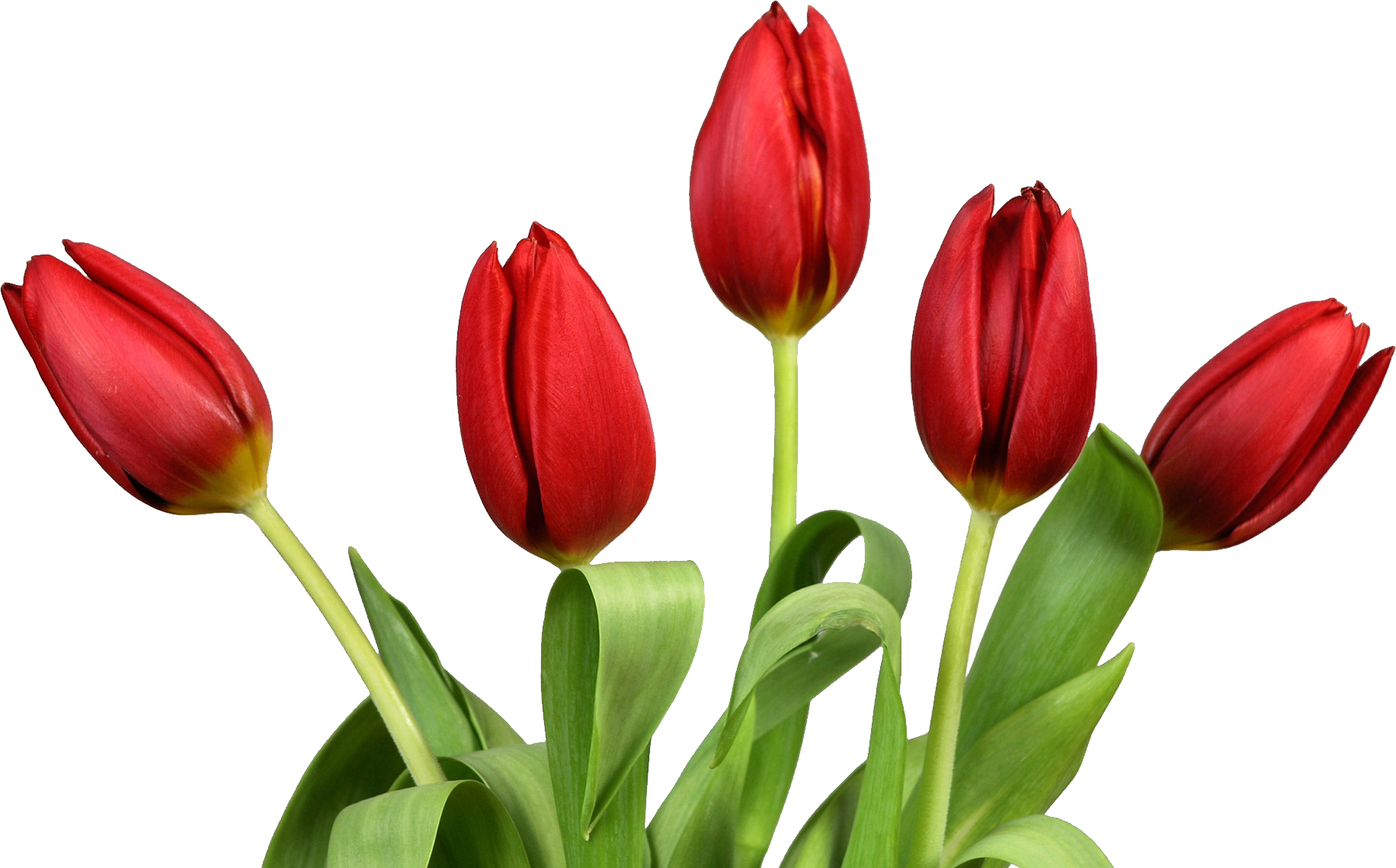 Tulip Png Image   Tulips Hd Png - Tulips, Transparent background PNG HD thumbnail