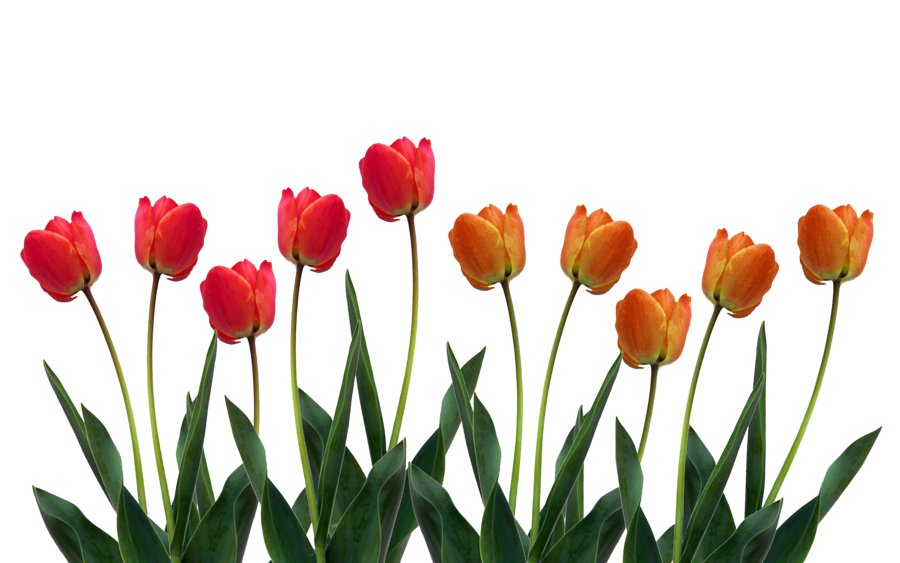 Beautiful tulips png images 