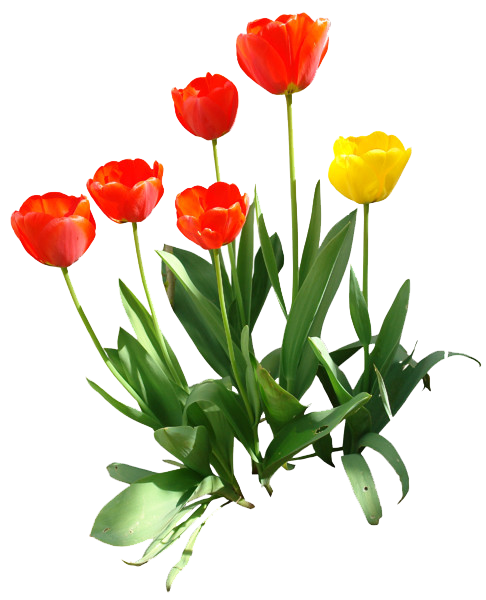 Tulip Png Transparent Image - Tulips, Transparent background PNG HD thumbnail