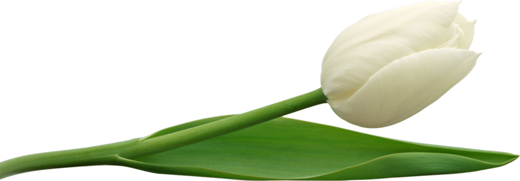 White Tulip Png - Tulips, Transparent background PNG HD thumbnail