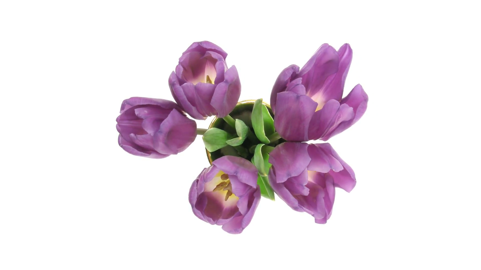 Time Lapse Of Opening Purple Tulips In A Vase 3X1 Isolated On White Background, Top View Stock Video Footage   Videoblocks - Vase Of Flowers, Transparent background PNG HD thumbnail