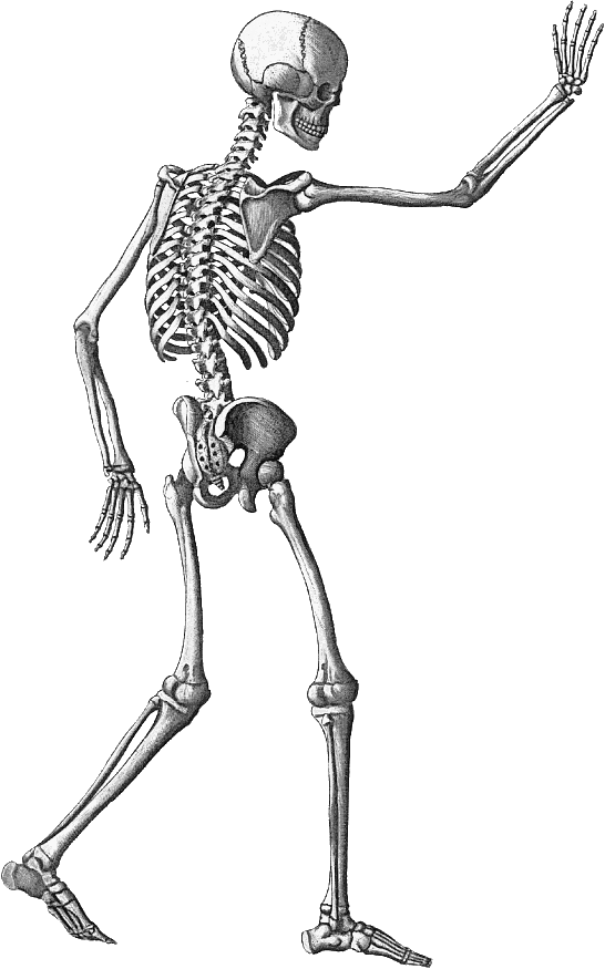 Png Hd Waving Goodbye - Skeleton Waving Goodbye   /holiday/halloween/skeleton/skeleton_Waving_Goodbye.png.html, Transparent background PNG HD thumbnail