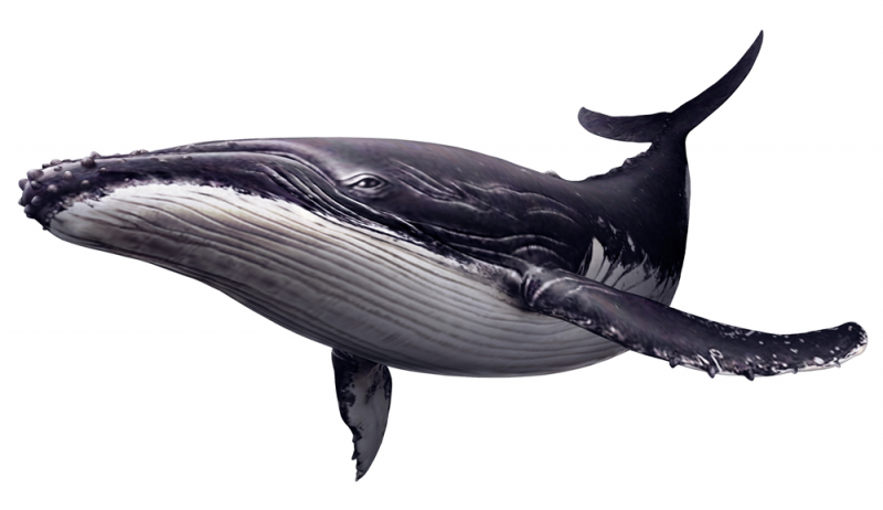 Png Hd Whale Hdpng.com 800 - Whale, Transparent background PNG HD thumbnail