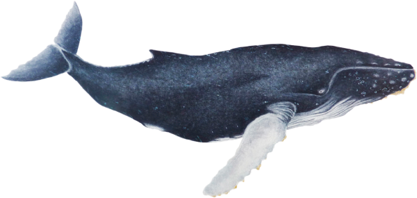 2017 10 07 - Whale, Transparent background PNG HD thumbnail