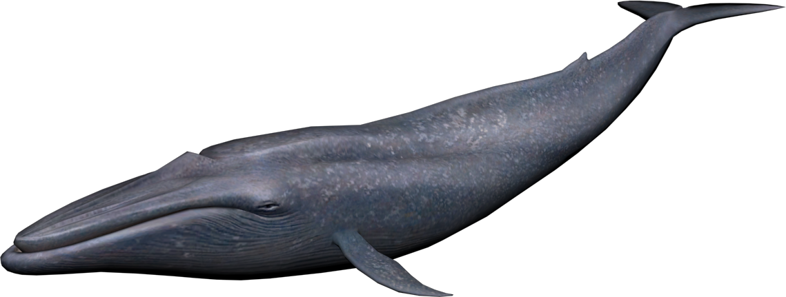 Blue Whale Png Image   Whale Png - Whale, Transparent background PNG HD thumbnail