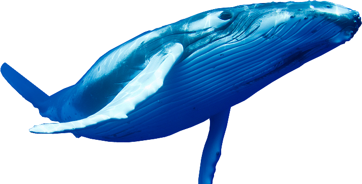 Blue Whale Png Pic - Whale, Transparent background PNG HD thumbnail