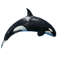 Killer Whale Free Download Png Png Image - Whale, Transparent background PNG HD thumbnail
