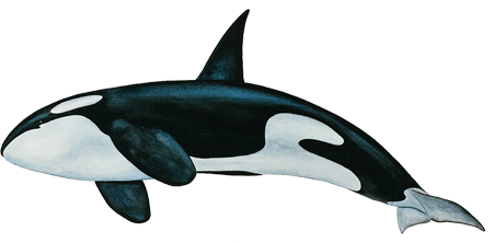 Killer Whale Png - Whale, Transparent background PNG HD thumbnail