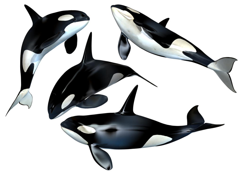 Killer Whale Png Clipart Png Image - Whale, Transparent background PNG HD thumbnail